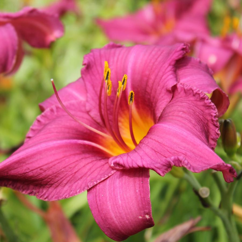 Hemerocallis Summer Wine - Daglilje 2L