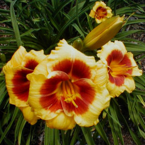 Hemerocallis hybrida Bumble bee - Daglilje