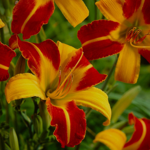 Hemerocallis hybrida Frans Hals - Daglilje