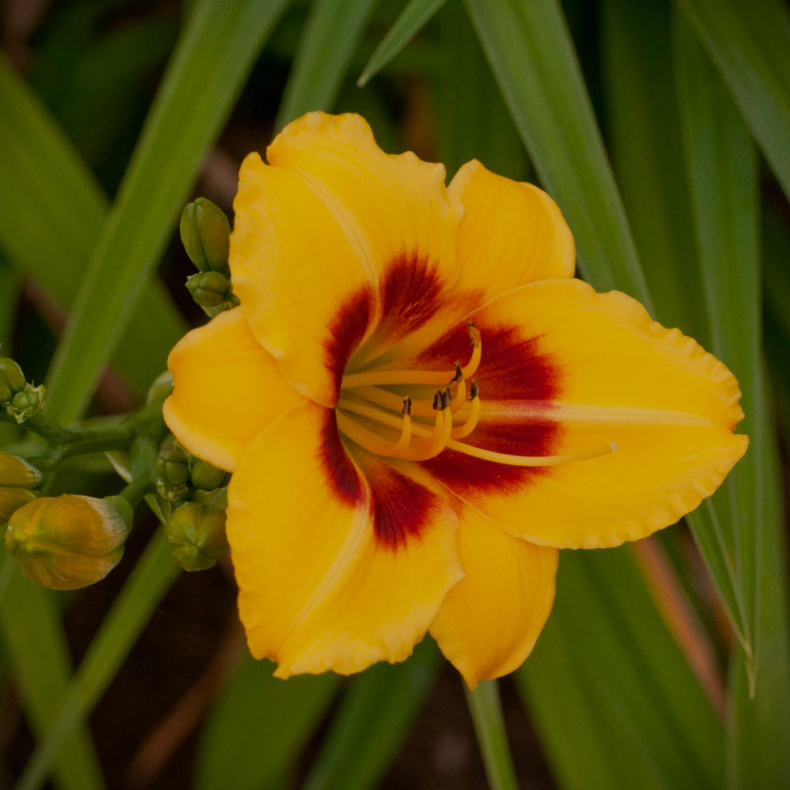 Hemerocallis hybrida Little Cadet - Daglilje
