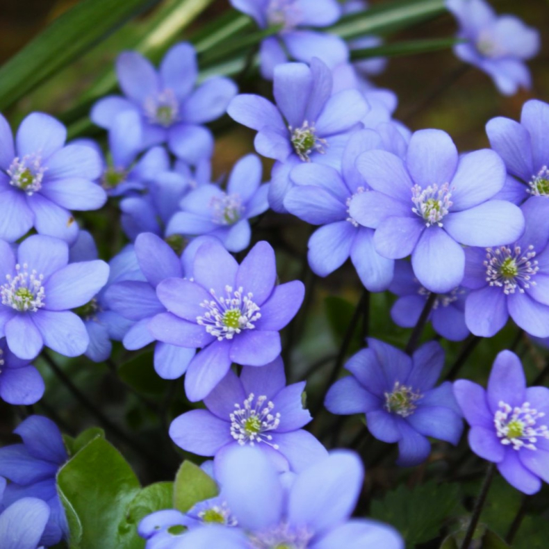 Hepatica nobilis - Kaj Munks bl� anemone