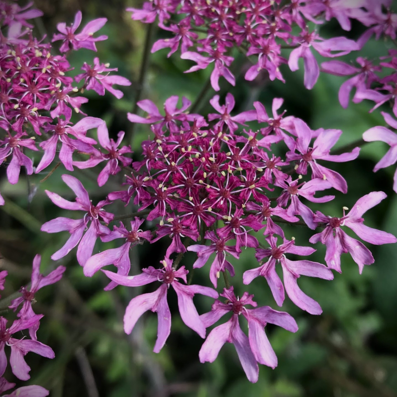 Heracleum sphondylium Pink Cloud - Bjrneklo