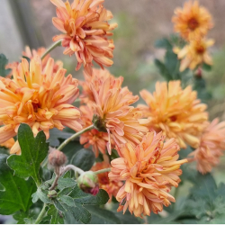 Chrysanthemum indicum Herbstbrokat - Vinterasters