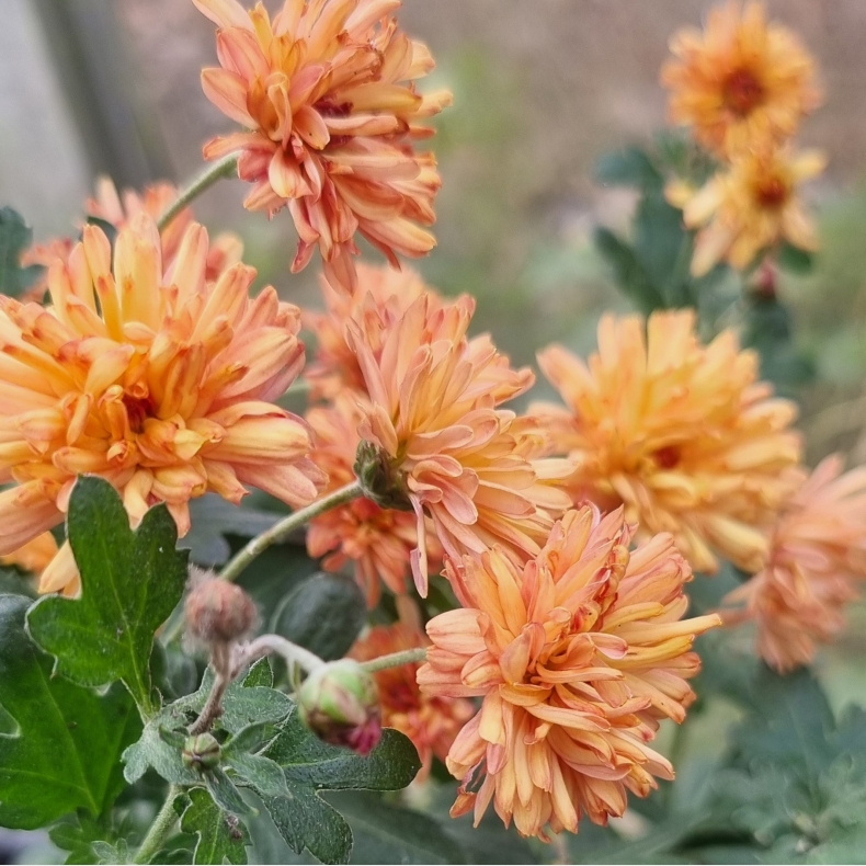 Chrysanthemum indicum Herbstbrokat - Vinterasters