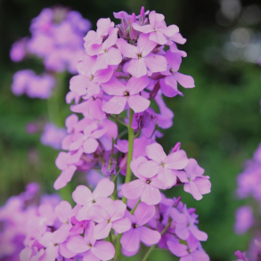 Hesperis matronalis Rosa - Natviol