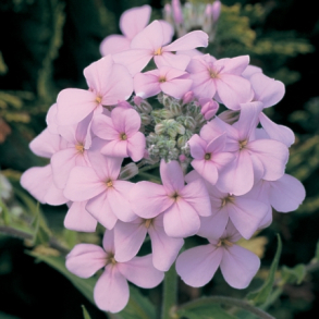 Hesperis matronalis Rosa - Natviol