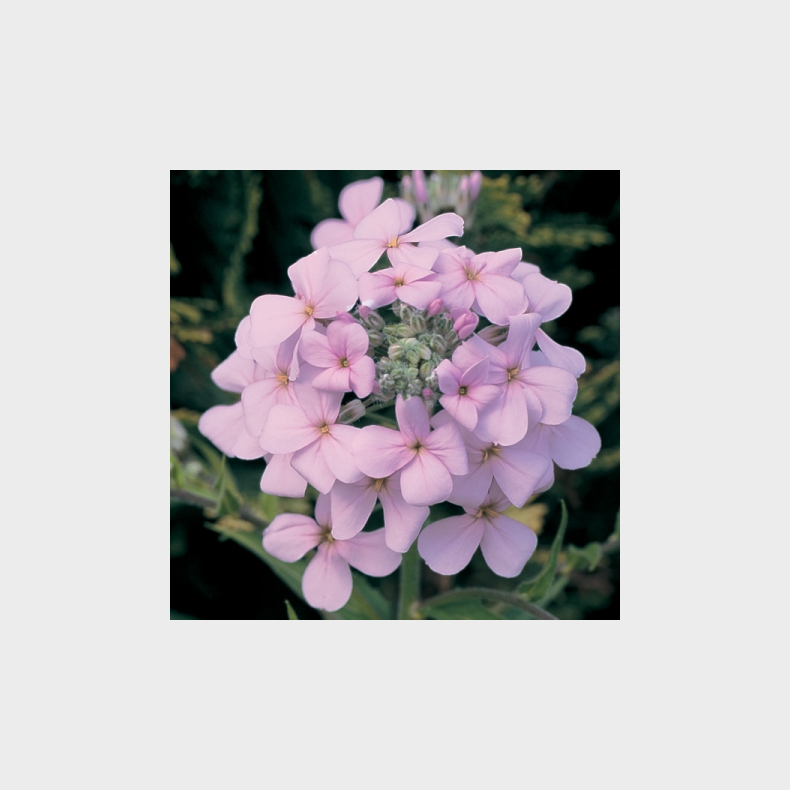 Hesperis matronalis Rosa - Natviol