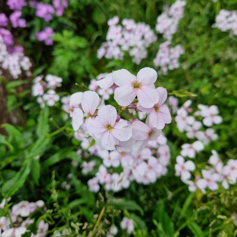 Hesperis matronalis - Lyserd lilla hvid mix Natviol 