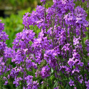 Hesperis matronalis - Natviol - Velduftende aftenstjerne