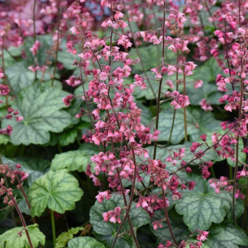 Heuchera Berry Timeless  - Alunrod
