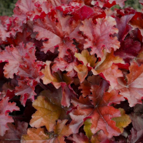 Heuchera Boysenberry - Alunrod