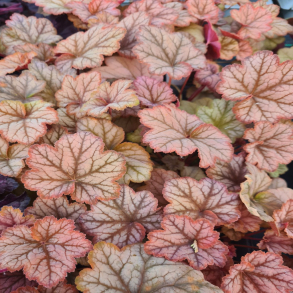 Heuchera Changeling - Alunrod