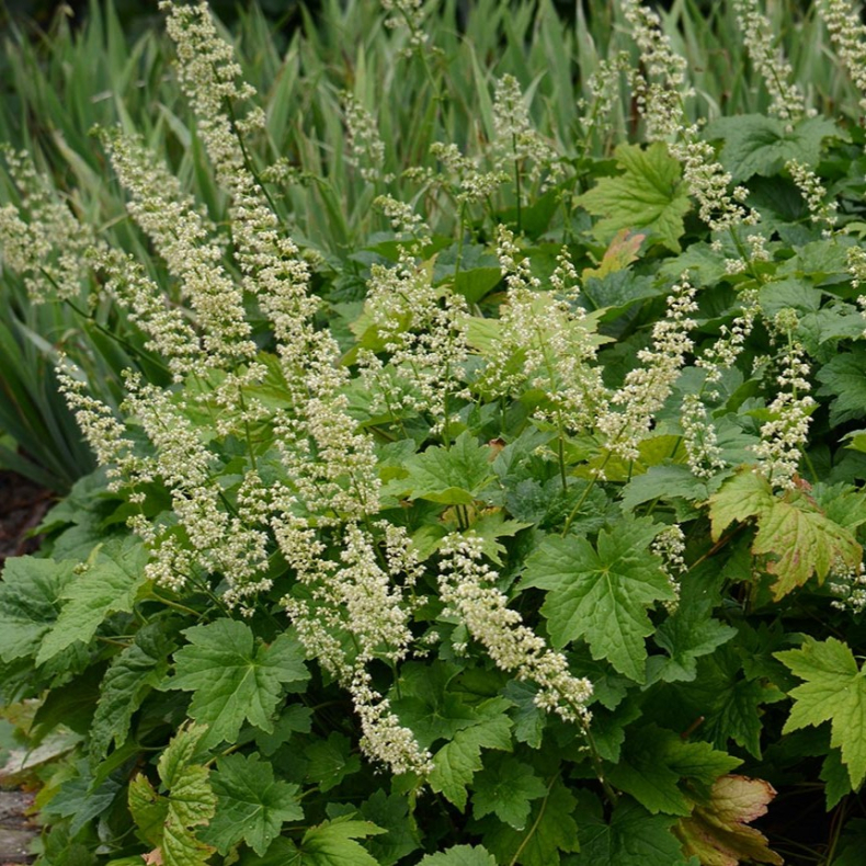 Heuchera Chantilly - Alunrod