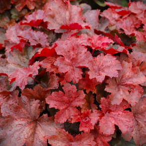 Heuchera Cherry Cola - Alunrod