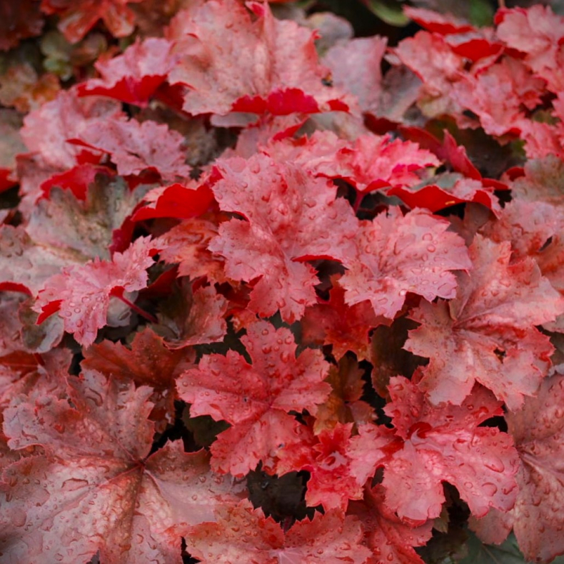 Heuchera Cherry Cola - Alunrod
