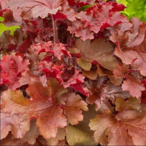 Heuchera Cherryberry - Alunrod