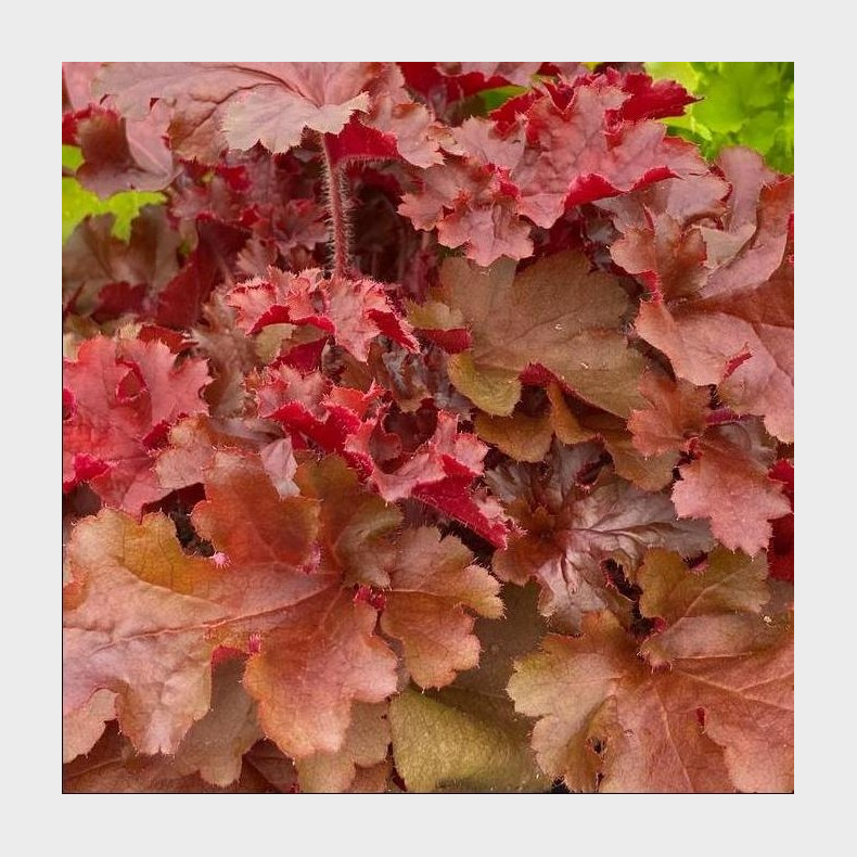 Heuchera Cherryberry - Alunrod