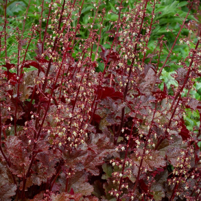 Heuchera Chocolate Ruffles - Alunrod