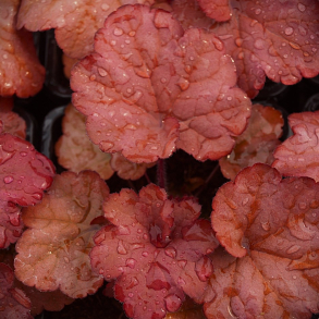 Heuchera Indian Summer Coralberry - Alunrod
