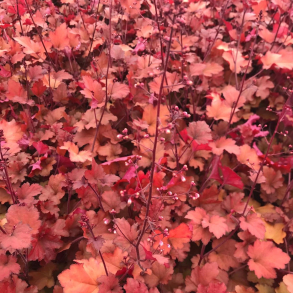Heuchera Cranberry - Alunrod