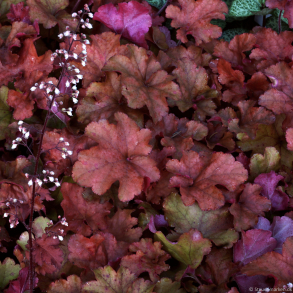 Heuchera Cranberry - Alunrod