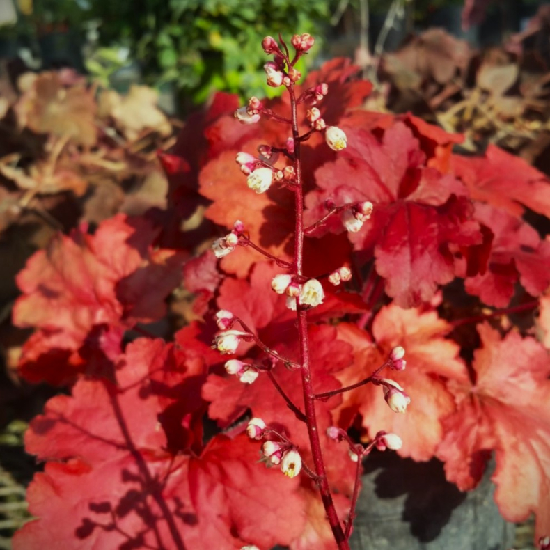Heuchera hybrida Fire Alarm - Alunrod