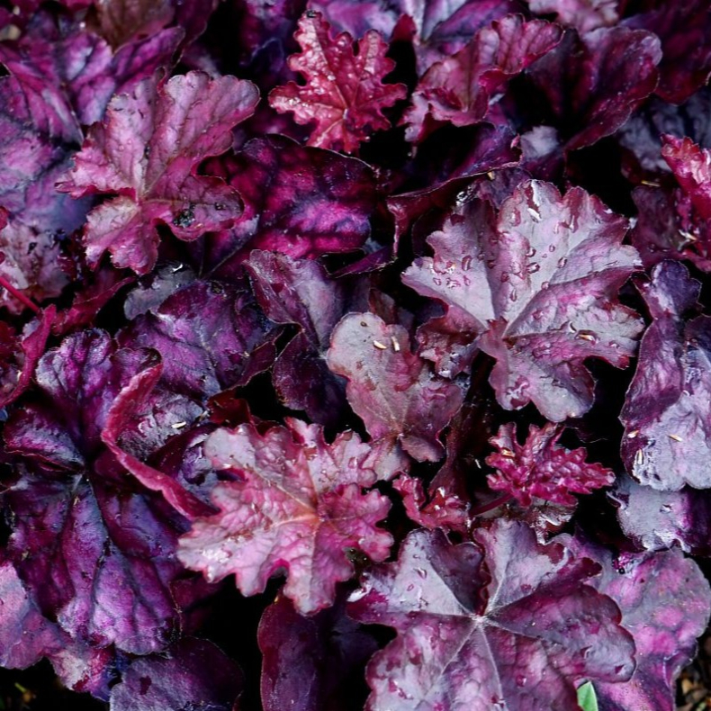 Heuchera Mulberry - Alunrod