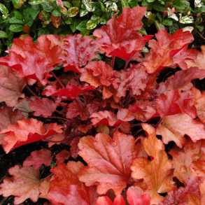Heuchera Peach Flambe - Alunrod