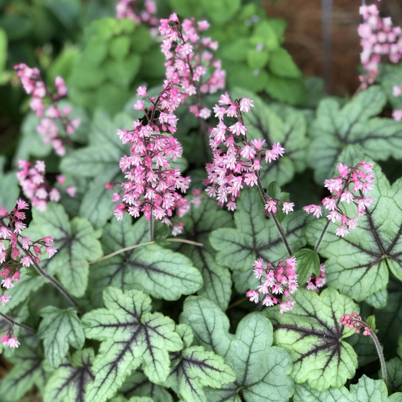 Heucherella Pink Fizz - Alunrod