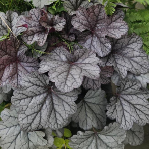 Heuchera Smoke and Mirrors  - Alunrod