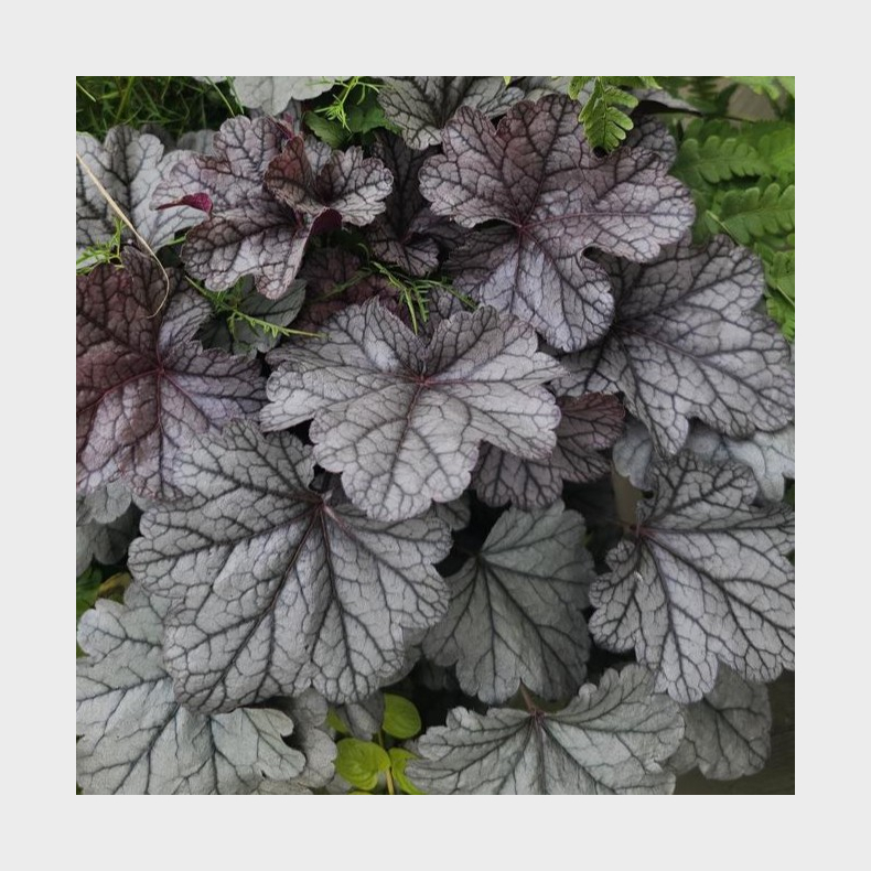 Heuchera Smoke and Mirrors  - Alunrod