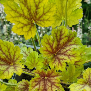 Heuchera Splashberry - Alunrod