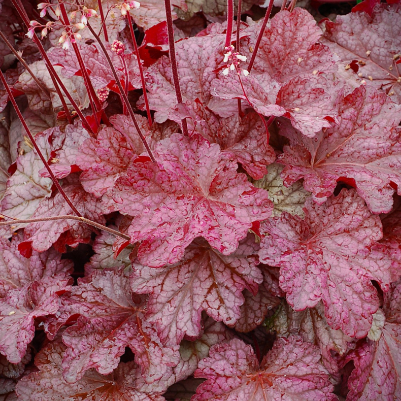 Heuchera hybrida Berry Smoothie - Alunrod