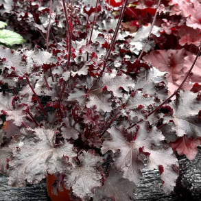 Heuchera hybrida Black Beauty - Alunrod