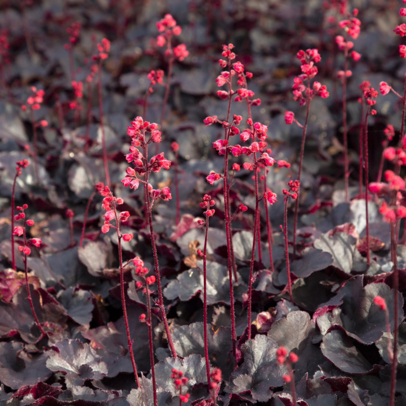 Heuchera hybrida Black Forest Cake - Alunrod