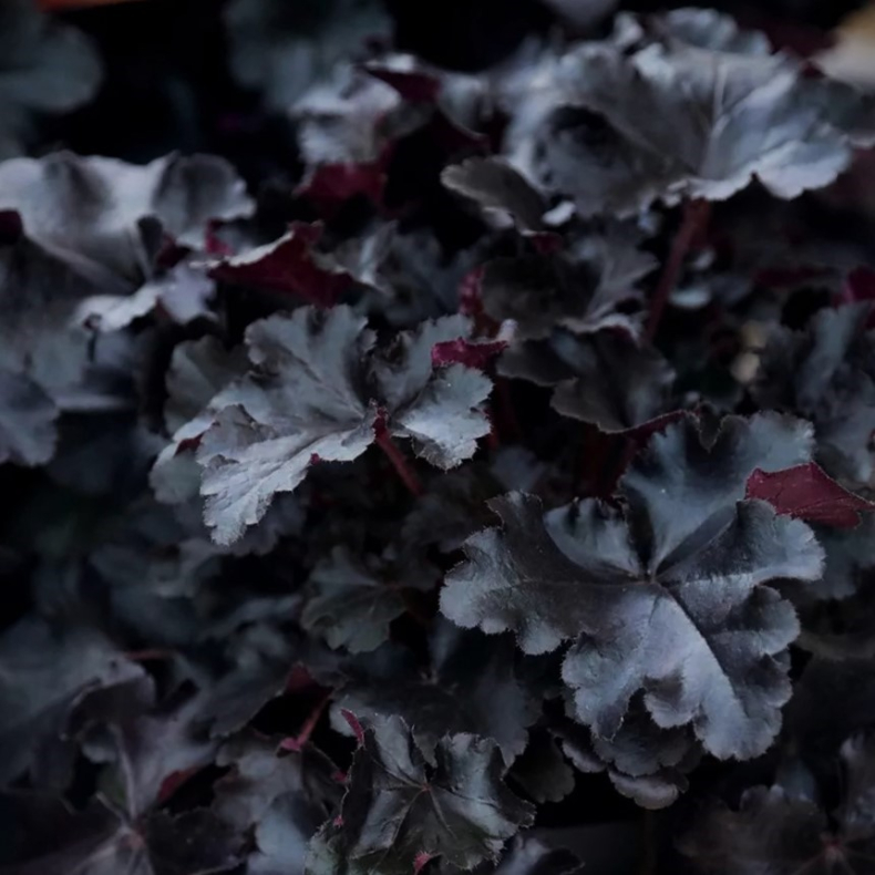 Heuchera hybrida Black Pearl - Alunrod