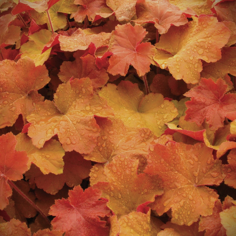 Heuchera Caramel - Alunrod