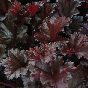 Heuchera hybrida Dark Secret  - Alunrod