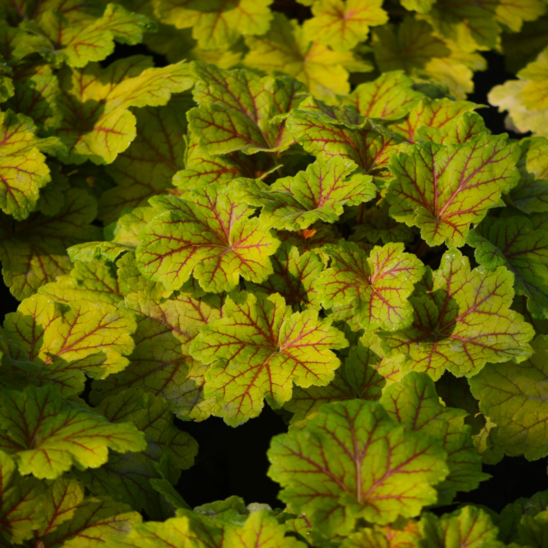 Heuchera hybrida Electra - Alunrod