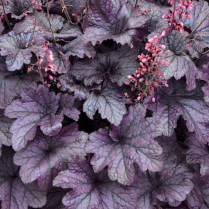 Heuchera hybrida Electric Plum - Alunrod