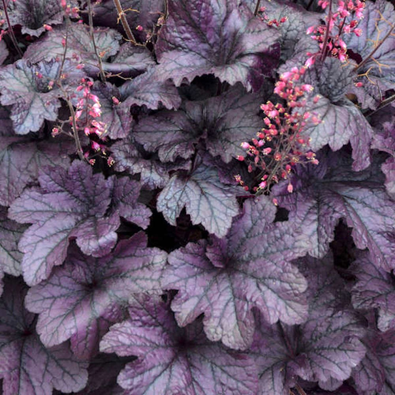 Heuchera hybrida Electric Plum - Alunrod