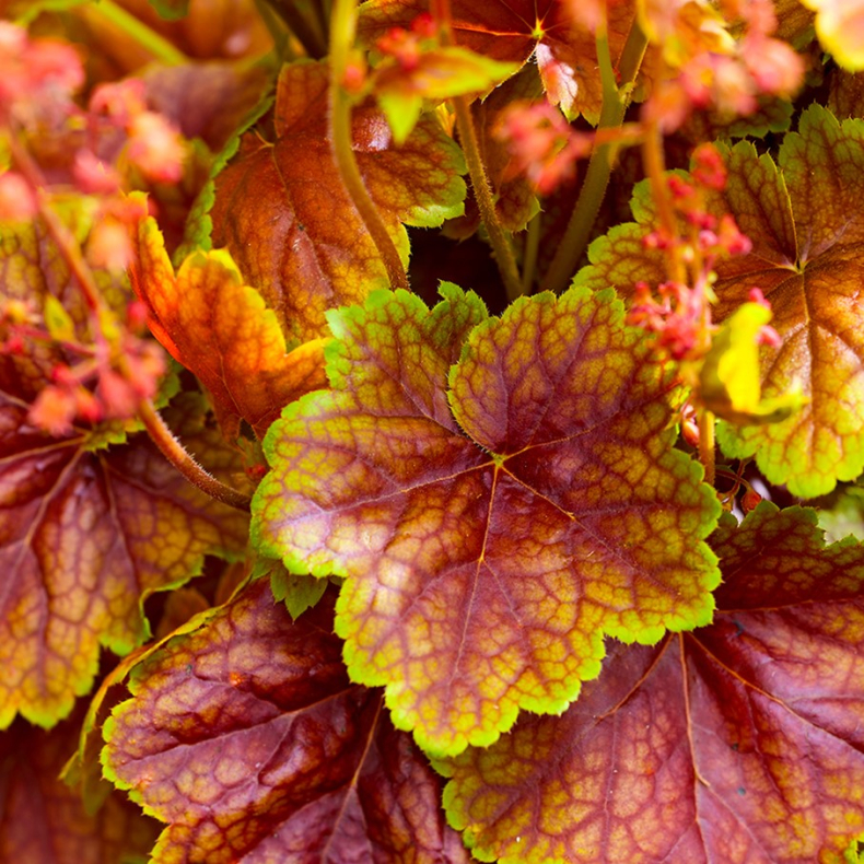 Heuchera hybrida Eternal Flame - Alunrod