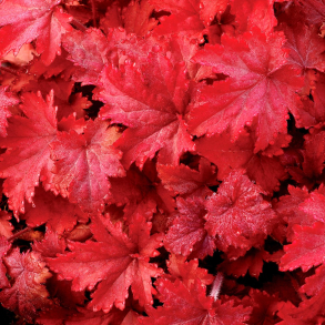 Heuchera hybrida Fire Chief - Alunrod