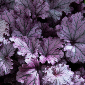 Heuchera hybrida Forever Purple - Alunrod