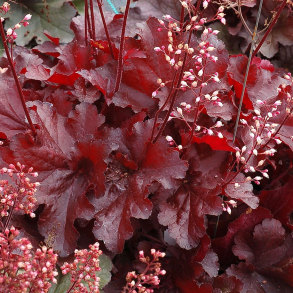 Heuchera hybrida Forever Red - Alunrod