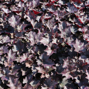 Heuchera hybrida Frosted Violet - Alunrod