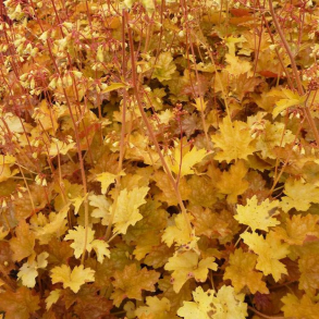 Heuchera hybrida Ginger Ale - Alunrod