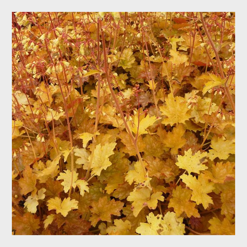 Heuchera hybrida Ginger Ale - Alunrod