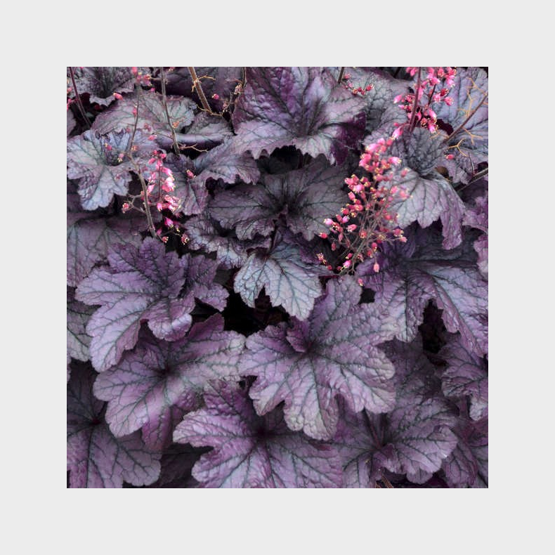 Heuchera hybrida Grape Timeless - Alunrod