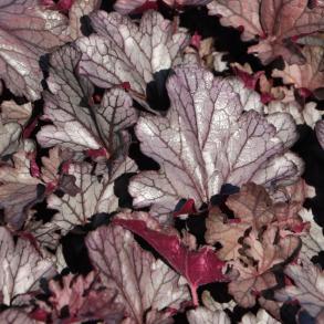 Heuchera hybrida Huckleberry - Alunrod